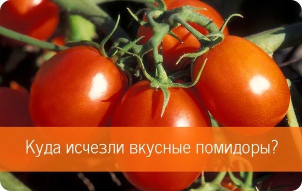 Чем вызван «картонный» привкус магазинных помидоров? Чем вызван «картонный» привкус магазинных помидоров?