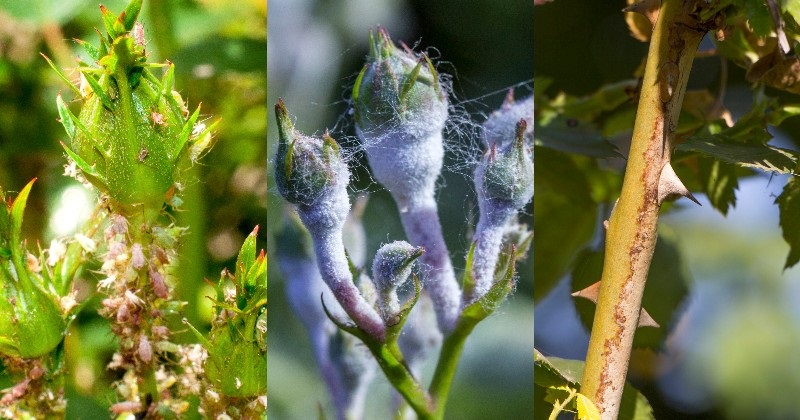 Вот как бороться с надоевшей тлей, чтобы не навредить растениям: хитрости опытных садовников Вот как бороться с надоевшей тлей, чтобы не навредить растениям: хитрости опытных садовников